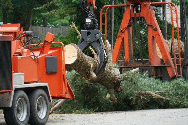 Best Tree Mulching  in Oakfield, WI